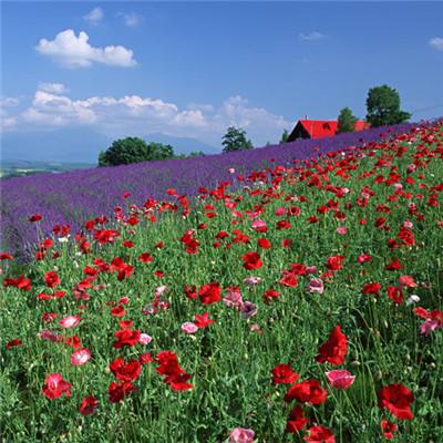 pk10赛车下载手机版